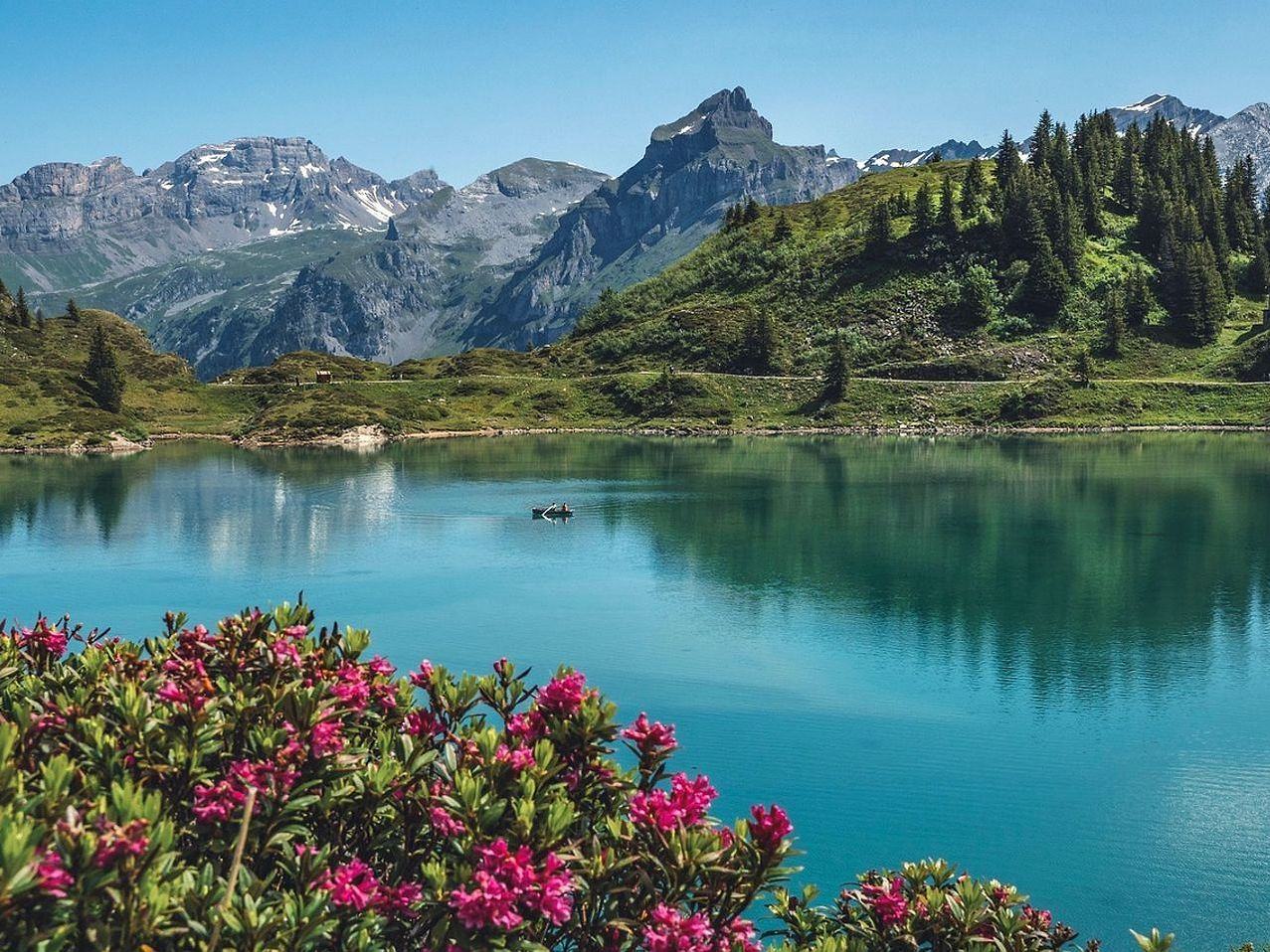 Terra aberta acima da última árvore na montanha